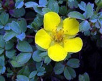 Photos Potentilla eriocarpa