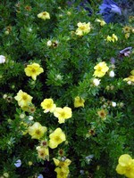 Photos Potentilla fruticosa