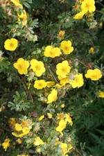 Photos Potentilla fruticosa