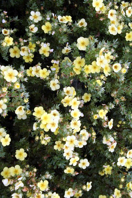 Photos Potentilla fruticosa - Cinquefoil