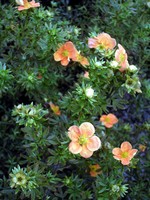 Photos Potentilla fruticosa