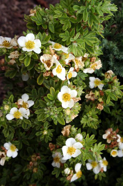 Photos Potentilla fruticosa - Cinquefoil