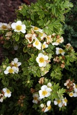 Photos Potentilla fruticosa