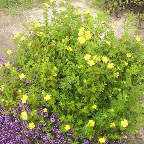 Photos Potentilla fruticosa - Cinquefoil