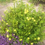 Photos Potentilla fruticosa