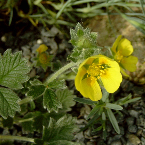 Foto Potentilla nitida - 
