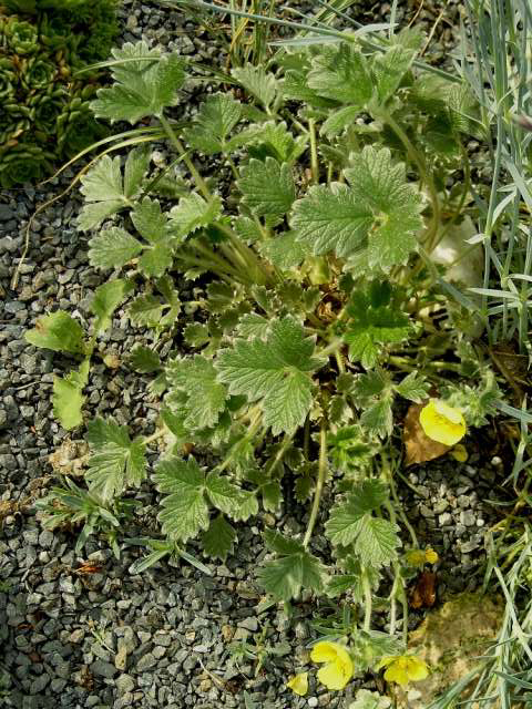Photos Potentilla pulvinaris - Cinquefoil