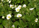 Potentilla rupestris - Felsen-Fingerkraut