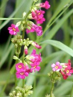Photos Primula anisodora