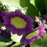 Photos Primula auricula