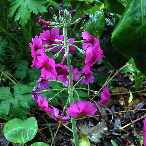 Photos Primula beesiana - Primrose