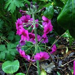 Photos Primula beesiana