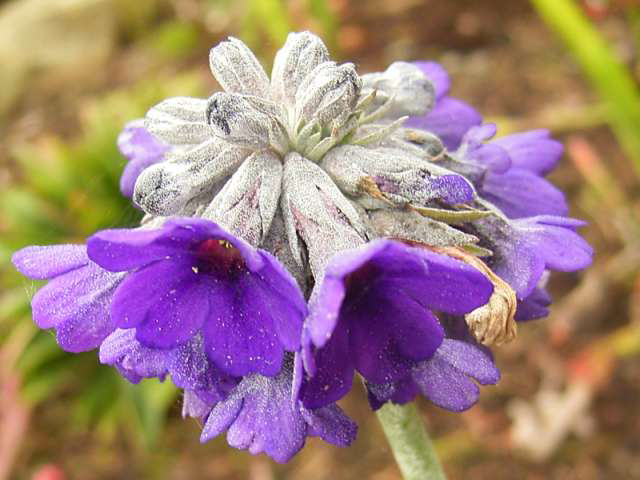 Photos Primula capitata - Primrose