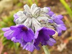 Photos Primula capitata
