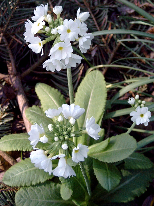 Photos Primula denticulata - 