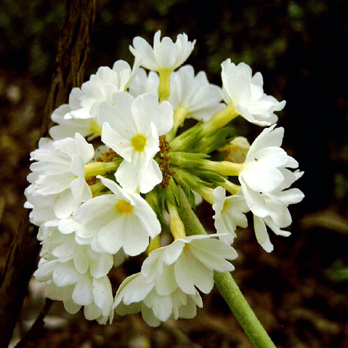 Photos Primula denticulata - 