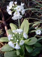 Photos Primula denticulata