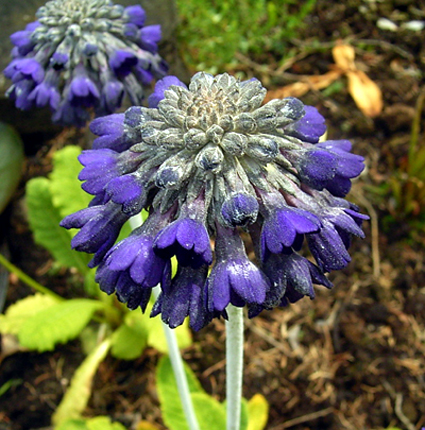 Photos Primula farinosa - Primrose