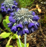 Photos Primula farinosa
