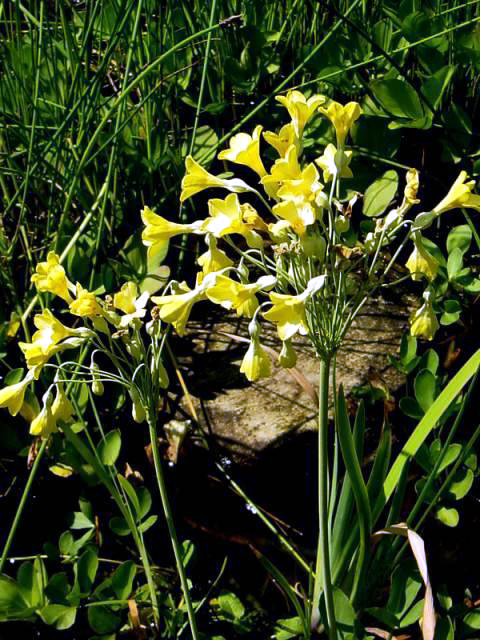 Photos Primula florindae - Primrose