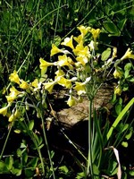 Foto Primula florindae