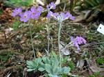 Photos Primula frondosa