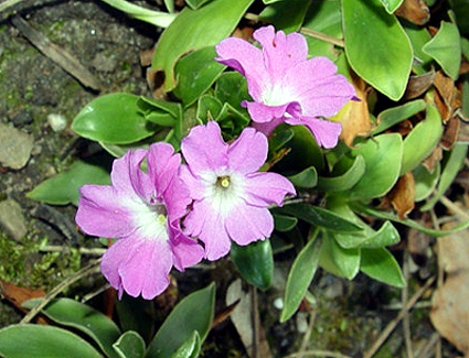 Photos Primula glaucescens - Primrose