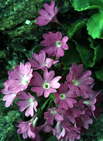 Photos Primula hirsuta - 