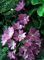 Photos Primula hirsuta
