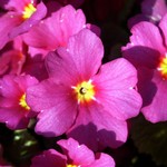Photos Primula juliae