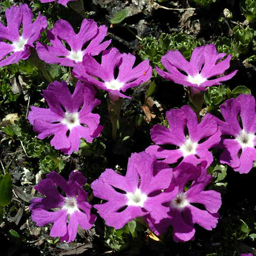 Photos Primula minima - 