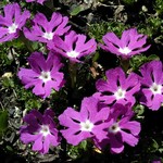 Photos Primula minima
