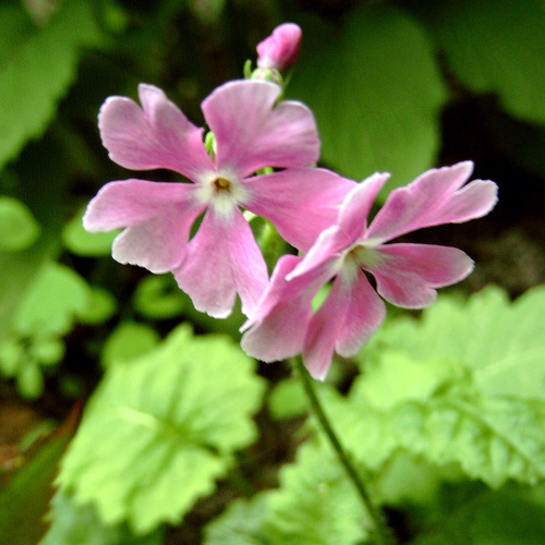 Photos Primula polyneura - Primrose