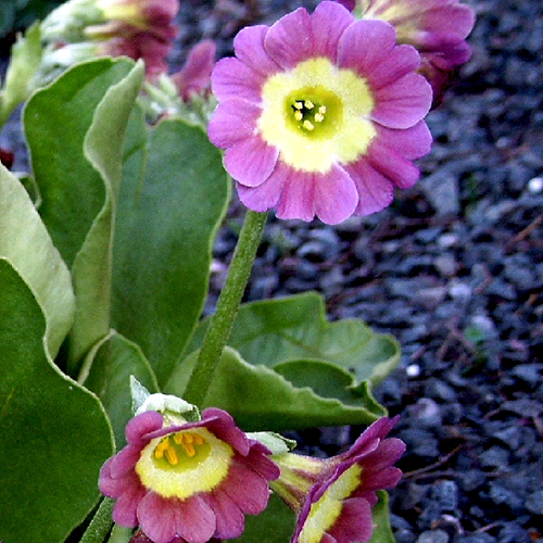Photos Primula pubescens - 