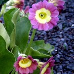 Photos Primula pubescens