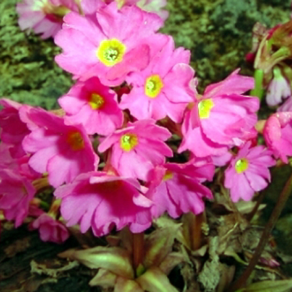 Photos Primula rosea - 