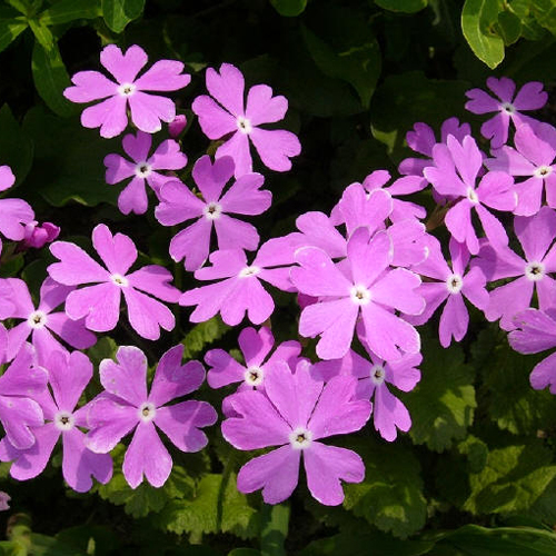 Photos Primula sieboldii - 