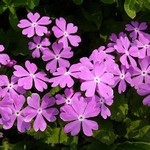 Photos Primula sieboldii
