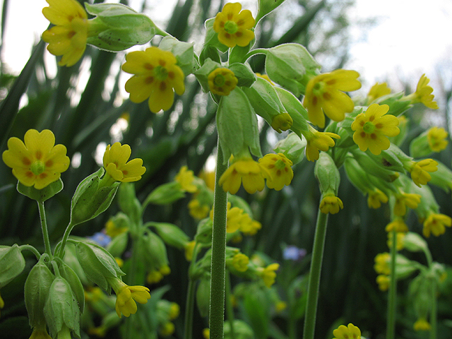 Photos Primula veris - Primrose