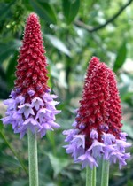Photos Primula vialii