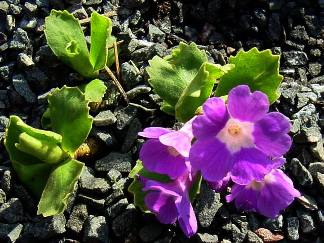 Photos Primula wulfeniana - Primrose