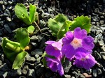Photos Primula wulfeniana
