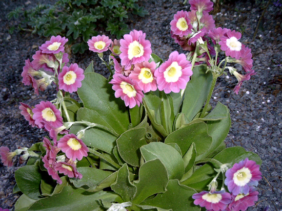 Fotos Primula x pubescens - 