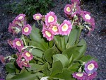 Photos Primula x pubescens