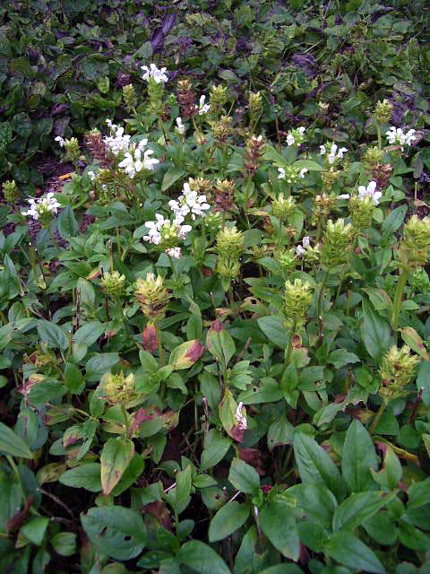 Photos Prunella grandiflora - 