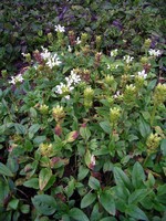 Prunella grandiflora - Gro�e Garten-Brunelle, Braunelle Alba