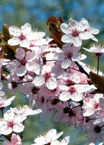 Photos Prunus cerasifera