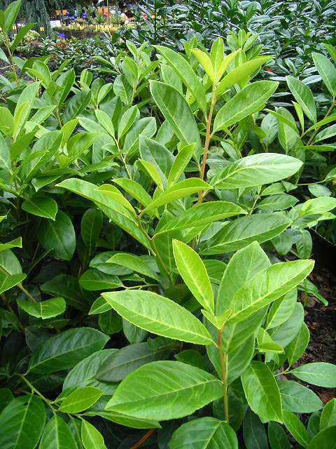 Photos Prunus laurocerasus - Cherry laurel