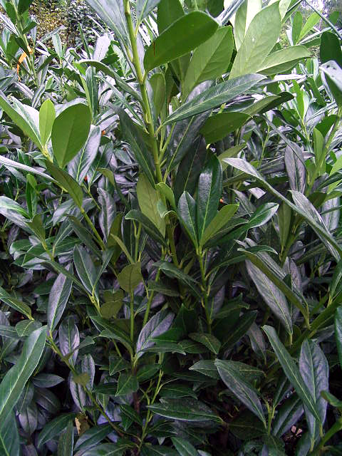 Photos Prunus laurocerasus - Cherry laurel