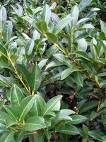Photos Prunus laurocerasus